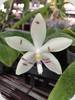 Phal. honghenense x tetraspis